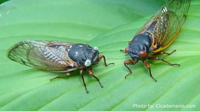 Blue Eyed Cicada rare